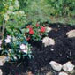 Diseño de jardines