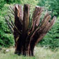 recorte de arboles
