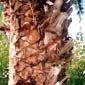 podas de palmeras