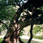podas de arboles