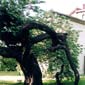 talas de arboles