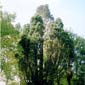 podas de arboles centenarios